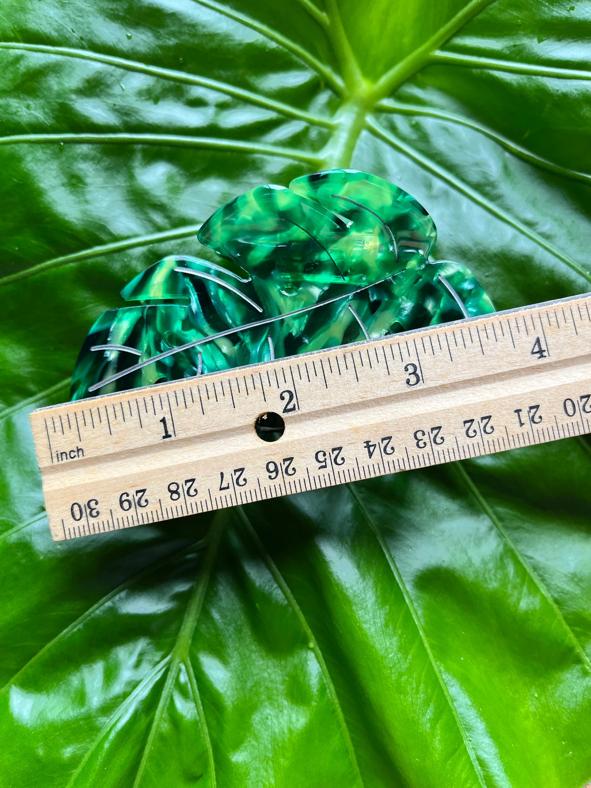 Monstera Clip Green Tortoise