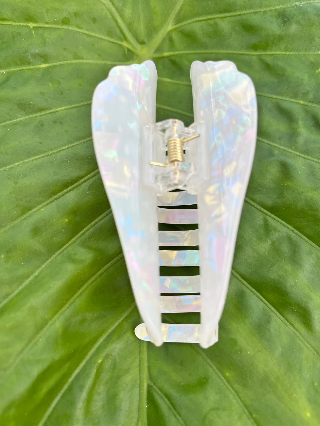 Spotted Cone Shell Clip
