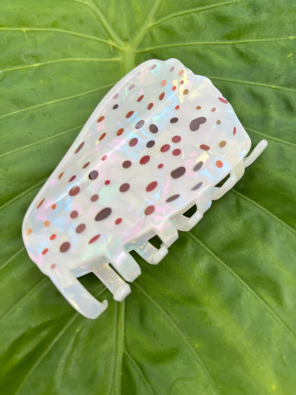 Spotted Cone Shell Clip