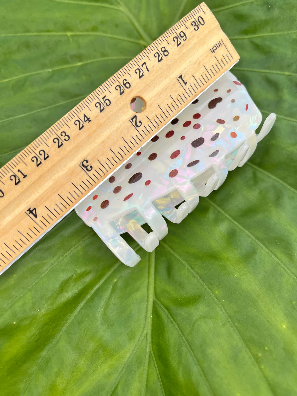 Spotted Cone Shell Clip