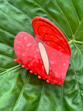 Red Anthurium Clip